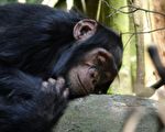 59岁黑猩猩临终拒食 看到谁在喂它 深情拥抱