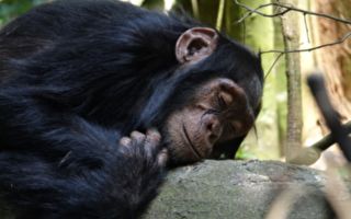 59歲黑猩猩臨終拒食 看到誰在餵牠 深情擁抱