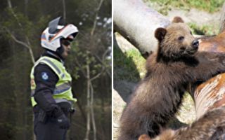 熊崽過馬路趕不上全家腳步 警察叔叔披掛上陣