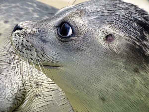 海豹妈妈通常会在小海豹附近，NOAA发布警告表示：不要和海豹合影自拍。(pixabay)