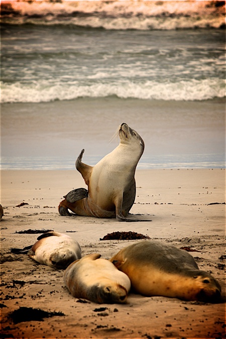 NOAA建议：远离这些海豹150公尺以外。(pixabay)