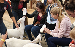 在珀斯的天鵝谷小動物農場（Swan Valley Cuddly Animal Farm），給小羊和小豬餵奶瓶，是大人都無法拒絕的體驗。（布蘭頓/大紀元）