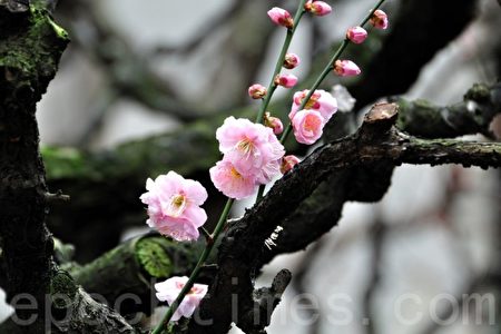 义务修路八年辽宁七旬老汉被非法关押 法轮功 大纪元