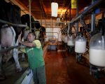 Udder牌生乳染菌爆病例  新州下禁购令