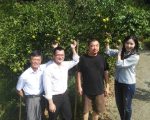 椪柑豐產品質好 消費者可把握嘗鮮時機