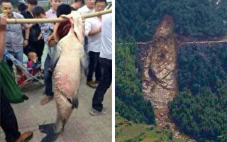 2013年，中国浙江省台州泄洪后民众捕获大鱼却杀之，随后出现惊人巧合。（微博图片／大纪元合成）