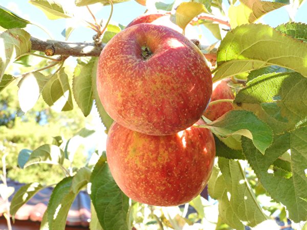 福壽山農場蜜蘋果有特殊蜜香味、扎實的果肉與清脆的口感。 （賴瑞／大紀元）