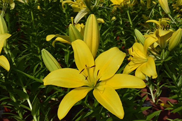 麝香百合與亞洲百合雜交的LA型百合，金黃的花朵相當討喜。（賴瑞／大紀元） 