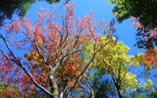 .奧萬大國家森林遊樂區楓葉正逐漸染紅。（南投林管處提供）