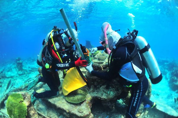 东沙尖齿柠檬鲨研究人员安装海域讯号接收器之过程。（海管处提供）