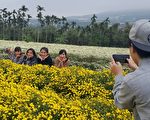 铜锣杭菊芋头节 18日登场
