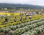 铜锣杭菊芋头节   杭菊花海吸睛