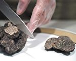 英国首次成功培植稀有黑松露