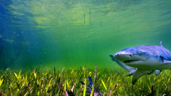东沙岛沿海，是尖齿柠檬鲨繁殖成长区，过去栖地受到非法捕鱼破坏，2007年成立国家公园后，生态逐渐恢复。（海管处提供）