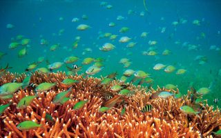 東沙海域生態系統完整，有如海上綠洲，繽紛珊瑚群建構豐盛海洋棲地。（高市水利局提供）