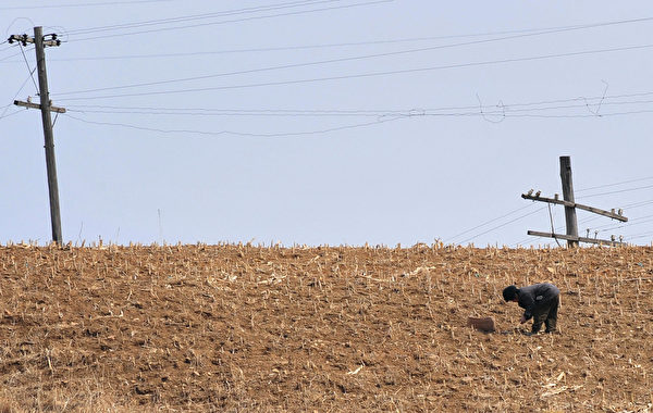 一名朝鲜农夫在玉米田工作。(FREDERIC J. BROWN/AFP/Getty Images)