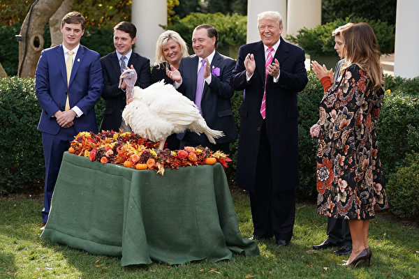 周二（11月21日），美国总统川普在白宫首次赦免火鸡，总统赦免火鸡是白宫数十年来的一项传统。（Chip Somodevilla/Getty Images)