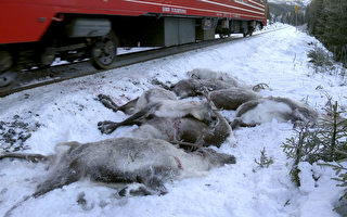 血染鐵道 挪威數百隻馴鹿遭火車輾斃