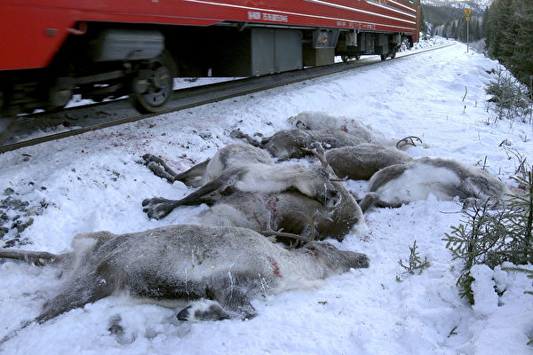 血染铁道 挪威数百只驯鹿遭火车辗毙