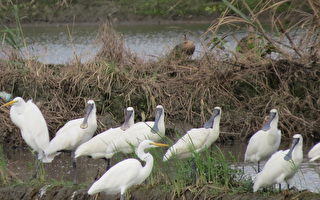 水利、水鸟与人文 冬季走读得子口湿地