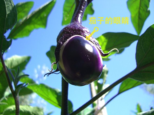 挑選茄子的時候注意它的眼睛，眼睛大的茄子比較嫩。(pixabay)