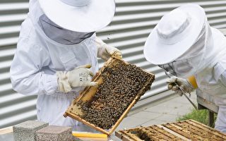 珀斯流行後院養蜂