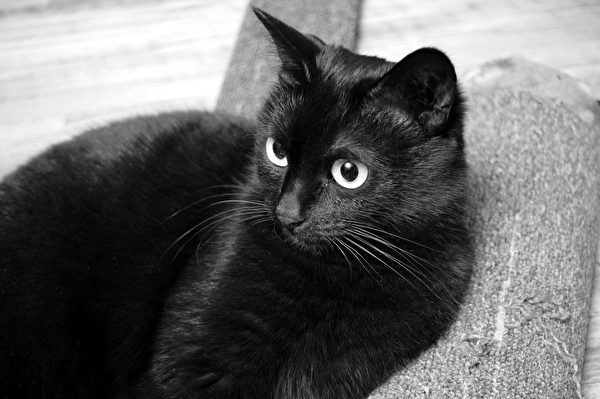 黑猫。（Pixabay）