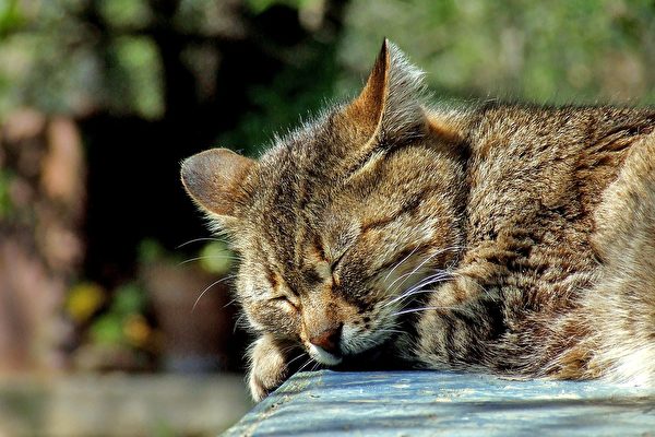 虎斑猫。(Pixabay)