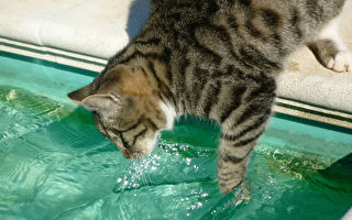貓咪每天幫主人試水溫 某天主人發現爆笑事實