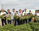 虎尾黄金花生股东 体验下田采收乐