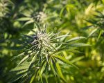 亚省大麻新规：省府建官网出售
