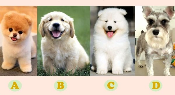 哪一隻狗狗是你喜歡的類型呢？（大紀元製圖）