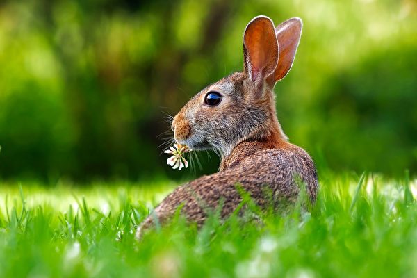 獵犬最終沒有追上野兔。(pixabay)
