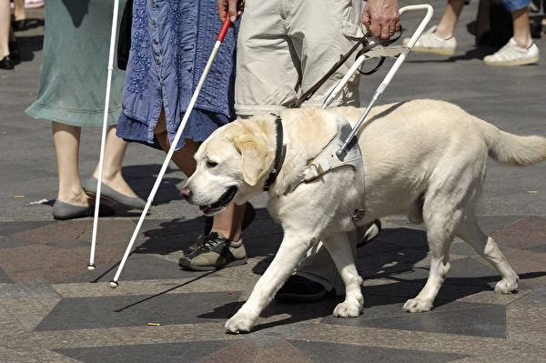 導盲犬領著他的主人走到公車站搭公車。示意圖。(shutterstock)