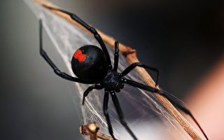 新州昆州顧客抱怨Coles葡萄中發現劇毒蜘蛛