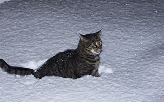 冬夜流浪猫求进屋 他打开房门 没想到进来的不是一个