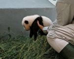 猫熊宝宝赖腿上不肯走 下一秒网友齐呼：奶爸好厉害
