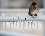 多伦多周三起降温 或有降雪
