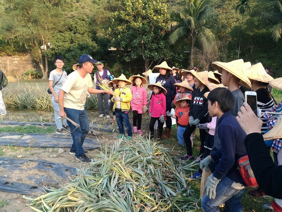 在銘泉農場親子體驗栽種鳳梨。(曾晏均/大紀元)