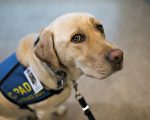 幫助受虐孩子 安慰犬首次在海洋省持證上崗