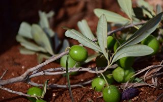 病毒蔓延 橄榄叶或可提高免疫力
