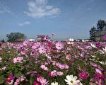 三灣稻香花海 體驗採果樂