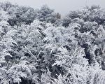 玉山初雪今日报到 白色雾淞景象美翻