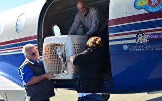 南加州火災寵物無家可歸  空運北加安置