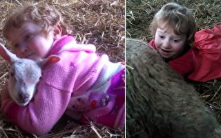 英3歲女成功幫綿羊接生 萌翻眾網友