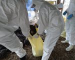 H5N2禽流感屏县踪迹  扑杀近5千只土鸡