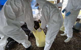 H5N2禽流感屏县踪迹  扑杀近5千只土鸡