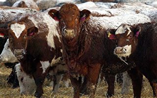 中加簽貿易協議 亞省牛肉出口增至2千萬元