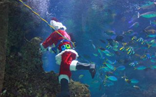 加州科学博物馆 圣诞老人秀潜水
