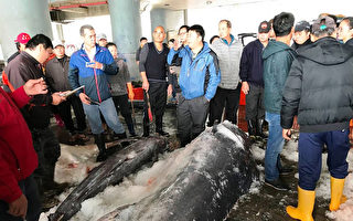 “有史以来最大”台东捕获罕见白肉旗鱼